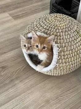 R.T 様のお迎えした子猫
