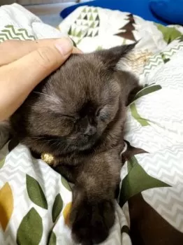M.U 様のお迎えした子猫