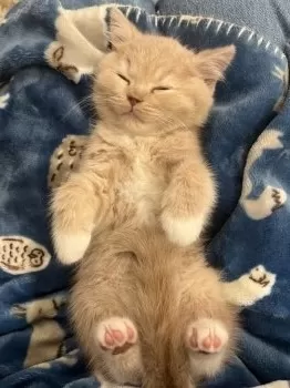 J.W 様のお迎えした子猫