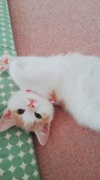 かな 様のお迎えした子猫