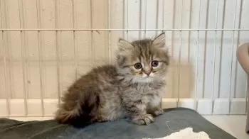 chess 様のお迎えした子猫