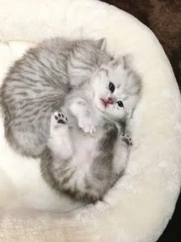 amacat 様のお迎えした子猫