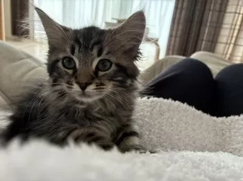 i 様のお迎えした子猫