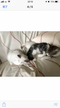 姫、陸、空 様のお迎えした子猫
