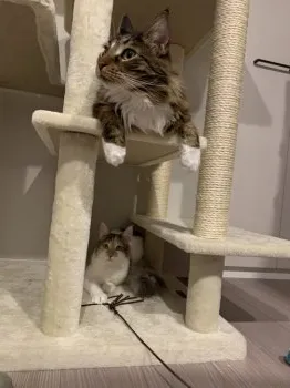 R.S 様のお迎えした子猫