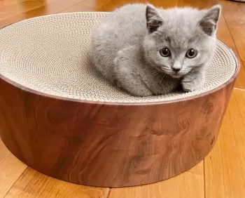 A.M 様のお迎えした子猫