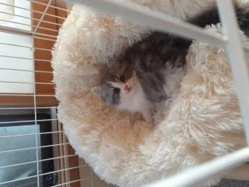 M.Y 様のお迎えした子猫