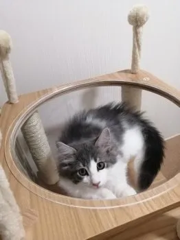 H.K 様のお迎えした子猫