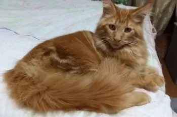 カジカジ 様のお迎えした子猫