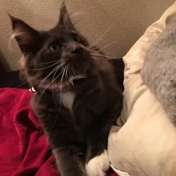 フェイ 様のお迎えした子猫