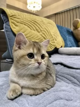 Y.T 様のお迎えした子猫