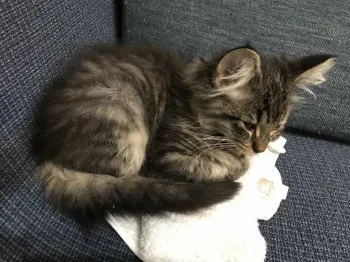 K.H 様のお迎えした子猫