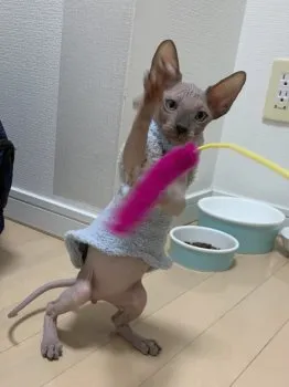 むさまる 様のお迎えした子猫