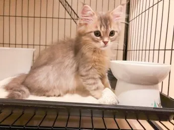 ぽん 様のお迎えした子猫