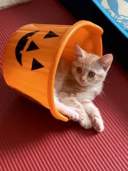キャットウォーク作らなきゃ 様のお迎えした子猫
