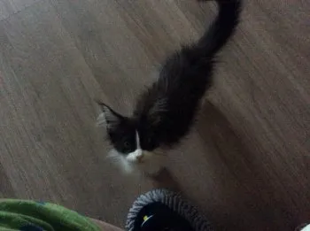 マッサン 様のお迎えした子猫