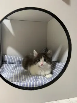 H.M 様のお迎えした子猫