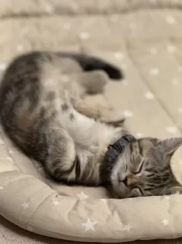 ちー 様のお迎えした子猫