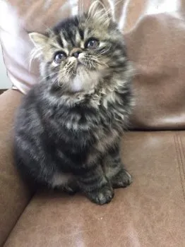 be 様のお迎えした子猫