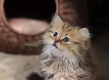 Rika 様のお迎えした子猫