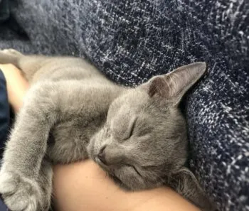 まり 様のお迎えした子猫