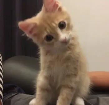 Akiko 様のお迎えした子猫