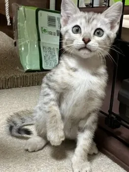 いおら 様のお迎えした子猫