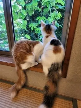 izu 様のお迎えした子猫