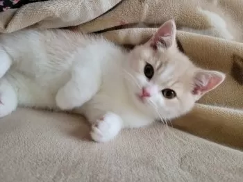 M.W 様のお迎えした子猫