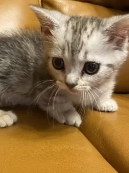 ぐり 様のお迎えした子猫