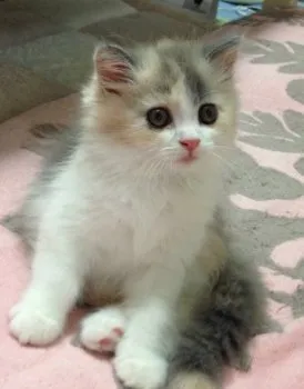 さっちん 様のお迎えした子猫