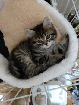 kami 様のお迎えした子猫