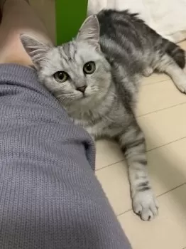 S.H 様のお迎えした子猫