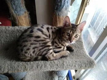 クルクル 様のお迎えした子猫