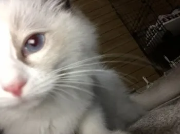 M.N 様のお迎えした子猫