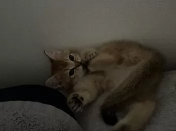 C.T 様のお迎えした子猫