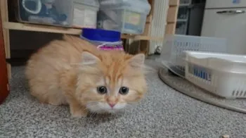 めい 様のお迎えした子猫