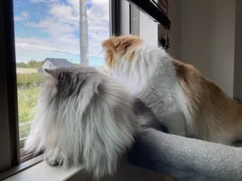 R.O 様のお迎えした子猫