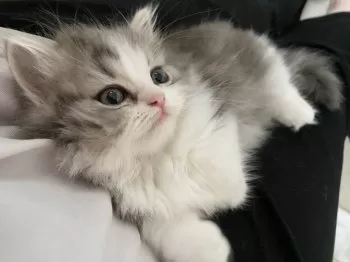 M 様のお迎えした子猫