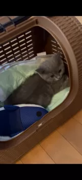 M.I 様のお迎えした子猫