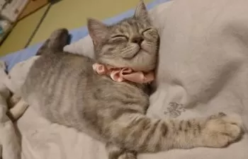 sora 様のお迎えした子猫