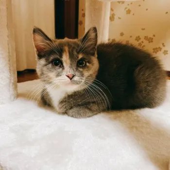 Toni 様のお迎えした子猫