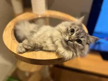 ちゅう 様のお迎えした子猫