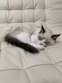 ヨシミ 様のお迎えした子猫