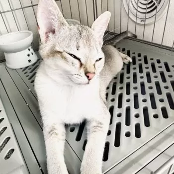 N 様のお迎えした子猫