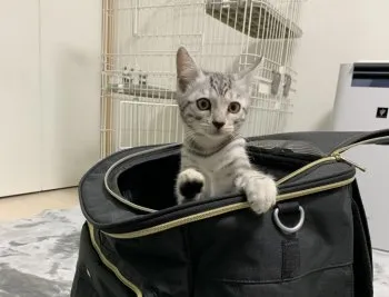 キクチ 様のお迎えした子猫
