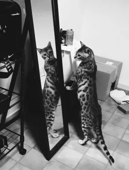 リオ 様のお迎えした子猫