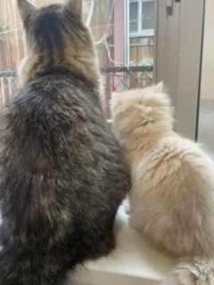 まゆゆ 様のお迎えした子猫