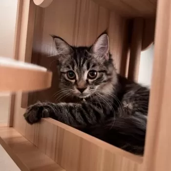 仲里 様のお迎えした子猫