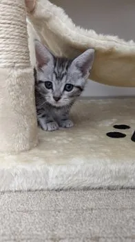 T.A 様のお迎えした子猫